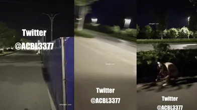 夜间全裸化身猫女行走