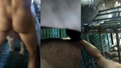 【推荐福利】养猪大亨猪圈无套猛操母猪,动物做爱牲口