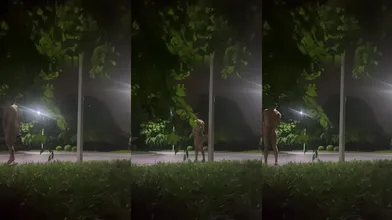 【极限暴露】肌肉壮狗半夜发骚,拿着假屌在篮球场自插勾引路人