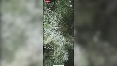 伪娘翻车 全程清晰对话 超刺激 宝马车主在小树林嫖娼野战 摸到伪娘鸡巴 当场翻车 但最终还是让伪娘口了出来