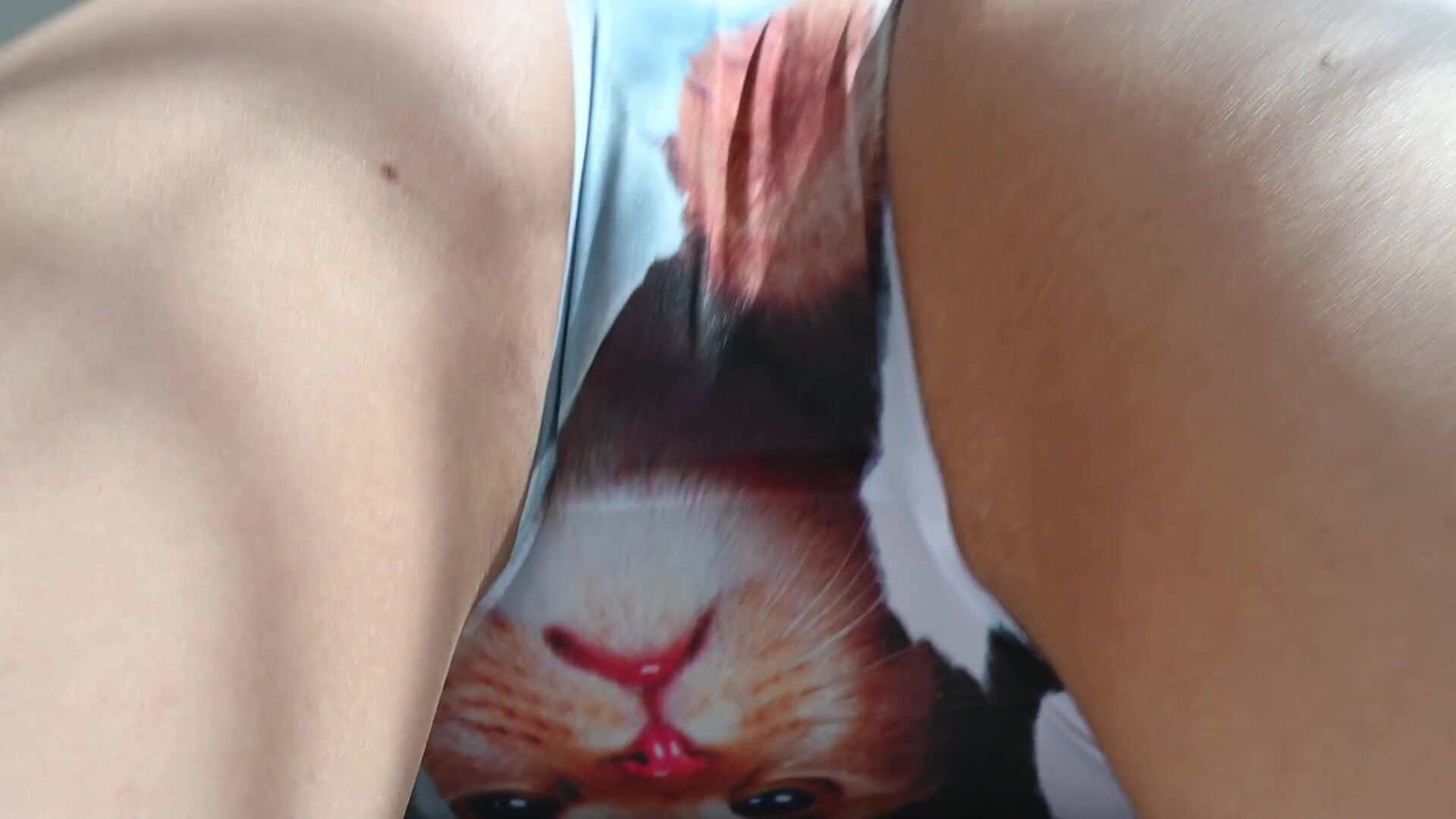 고양이 빤스